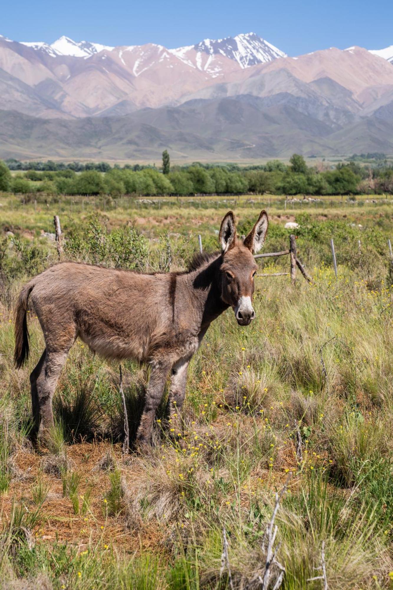 Rancho Adobe Eco Hotel Tupungato Zewnętrze zdjęcie